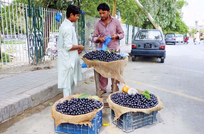 Fruit Seller Selling out seasonal fruit Black Plum 