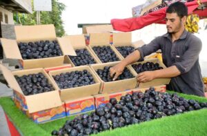 A street vendor displays seasonal fruit plums to attract customers on Joint Road in Quetta.