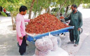 Vendor selling red chilies under the shade of a tree during hot weather in the city