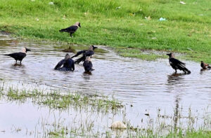 Crows enjoy a bath in the field’s water puddles at Rani Bagh on a scorching day.