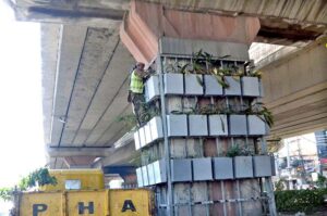 PHA workers planting new saplings development during plantation drive under Metro bridge