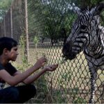 A beautiful view of a deer flock searching for food at a roadside zoo on Faisal Avenue in the Federal Capital
