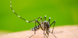 129 new dengue cases reported Dengue