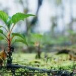 Monsoon tree plantation drive launched at DHQ hospital