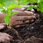 20,000 saplings to be planted under 'Plant for Pakistan' campaign
