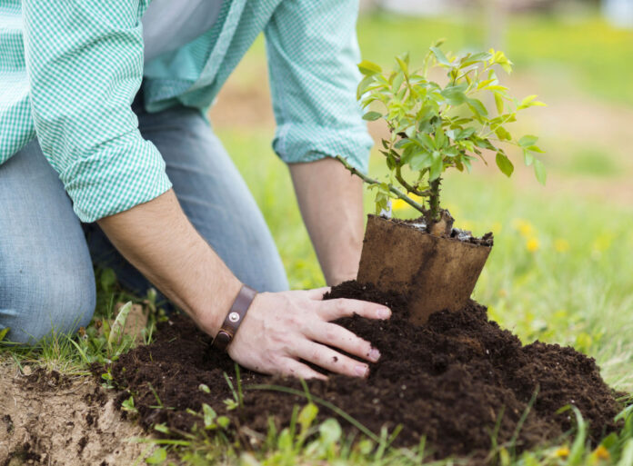Plantation