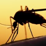 Anti dengue campaign accelerated