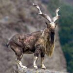 Pakistan - markhors