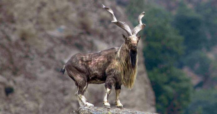 Pakistan - markhors