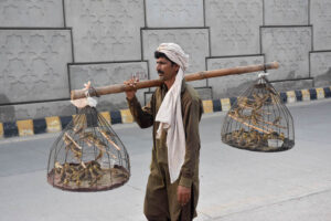 A vendor selling sparrows to attract customers while shuttling on the road