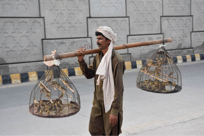 A vendor selling sparrows to attract customers while shuttling on the road