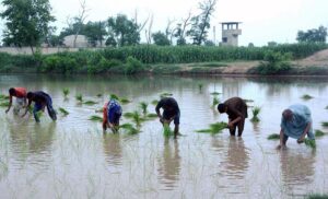 A Farmer family busy in sowing rice crops in their field on outskirts area in the city.