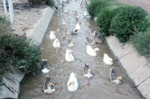 A flock of elegant ducks swimming in the local canal’s water in the city