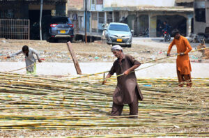 Labourers busy in cleaning bamboos at Old Vegetables Market area.