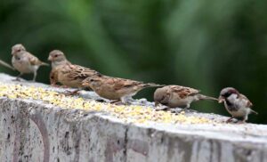 A flock of sparrows picking food thrown by people as an act of mercy at Marrir Chowk.