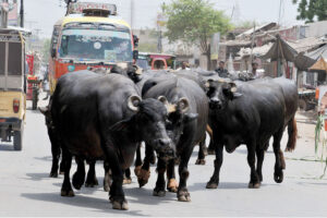 A herd of buffaloes walking freely on Vehari road creates a hurdle in the smooth traffic flow.