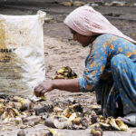A gypsy woman collecting discarded bananas from the garbage