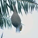 A bird builds its nest among the tree branches, preparing for the nestling season