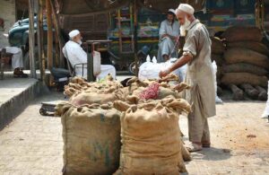 An elderly labourer busy in sew sacks filled with traditional sweet ‘Gur’ at Gur Mandi.
