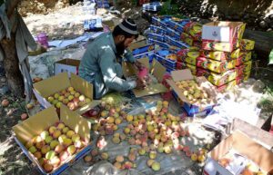 Laborer busy packing peaches into cartons before selling them in the fruit market.
