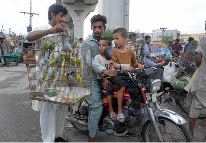 Bird lovers show interest in Australian parrots at the bird market
