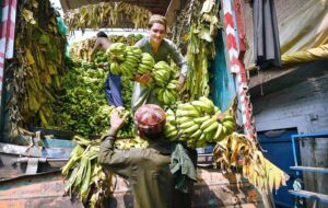 Labourers busy in unloading bunch of bananas from the delivery truck at Fruit Market.