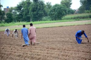 Farmers traditionally cultivate carrot crops in the field.