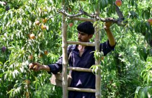 Laborer busy packing peaches into cartons before selling them in the fruit market.