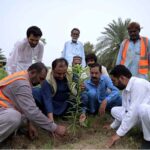 Deputy Director Local Government Babar Shahzad Ranjha is planting a sapling at chak no 70 NB in connection with 'tree plantation campaign