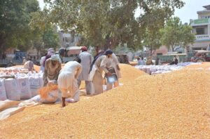Labourers packing freshly harvested maize into sacks for transport to factories and market in the city.