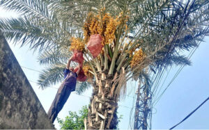 A youngster is plucking fresh dates from a tree.
