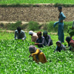 A farmer's family is busily harvesting fresh spinach from their field, getting it ready for market supply