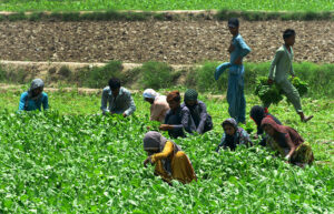 A farmer's family is busily harvesting fresh spinach from their field, getting it ready for market supply