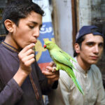 A pet lover purchasing a green parrot at Chargano Market in the provincial city