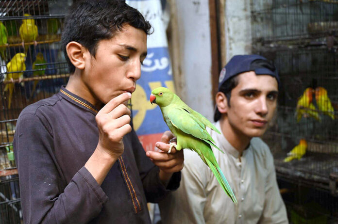 A pet lover purchasing a green parrot at Chargano Market in the provincial city
