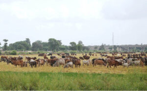 A herd of cows grazing in the field.
