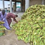 Laborers are busy filling baskets with corn to sell to customers at the Vegetable Market