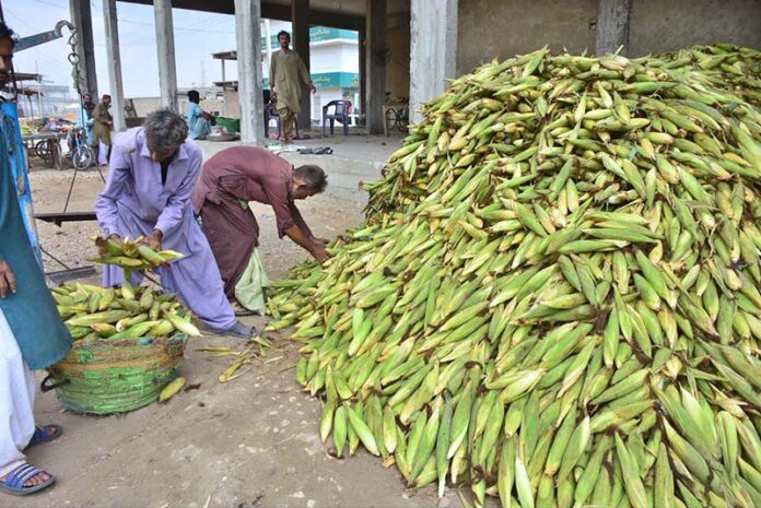 Laborers are busy filling baskets with corn to sell to customers at the Vegetable Market