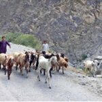 Young shepherds guiding heard of sheep and goat toward the grazing field in Kargah Nala
