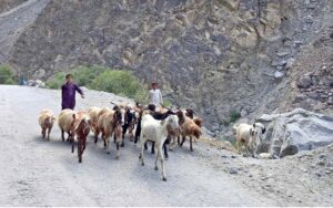 Young shepherds guiding heard of sheep and goat toward the grazing field in Kargah Nala