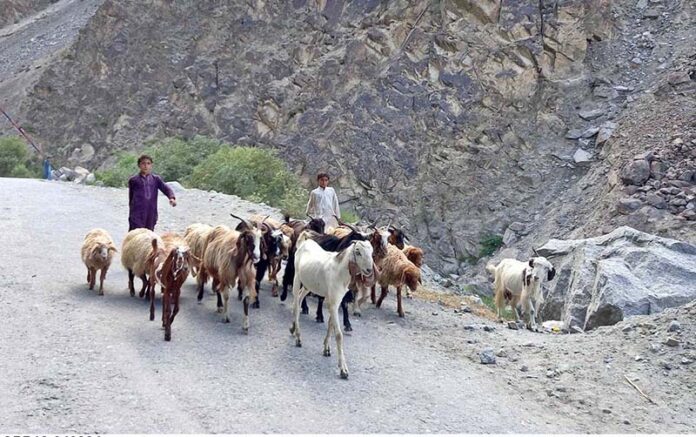 Young shepherds guiding heard of sheep and goat toward the grazing field in Kargah Nala