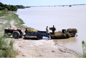 Flood-affected people from Katcha area of the Indus River are rescued by boat and moved to safety near Rahman Kalhoro village.