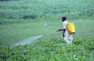 A farmer is busy spraying pesticide on the crop at his farm field.