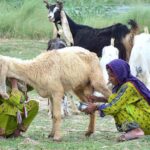A woman busy in milking a sheep at Hussainabad