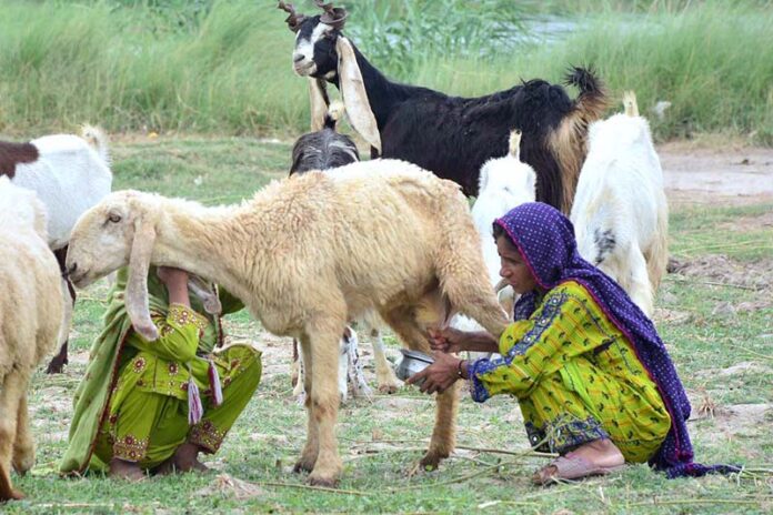 A woman busy in milking a sheep at Hussainabad