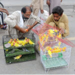 A pet seller displays a beautiful Golden Parakeet to attract customers at the bird market