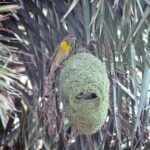A bird builds its nest among the tree branches, preparing for the nestling season