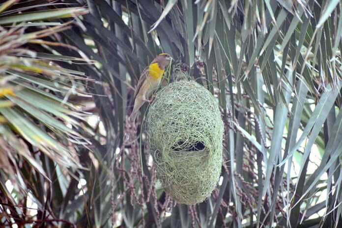 A bird builds its nest among the tree branches, preparing for the nestling season