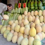 A vendor displaying fresh Melon (Garma) at Joint Road Quetta to attract customers to experience the sweet, juicy flavor of locally grown fruit