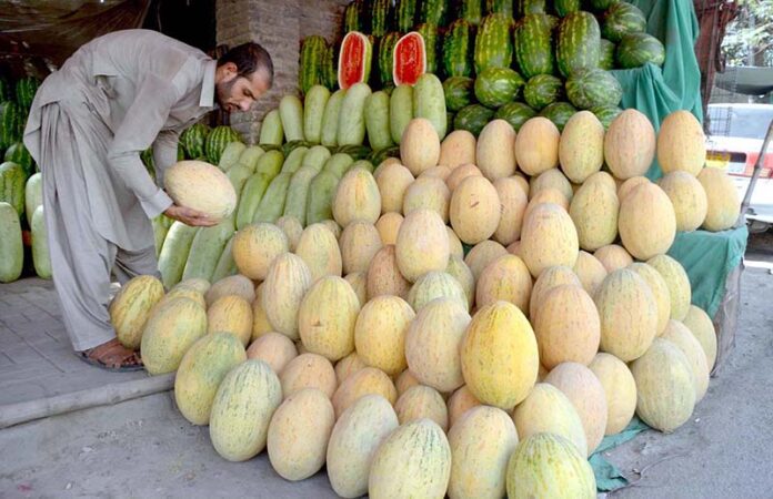 A vendor displaying fresh Melon (Garma) at Joint Road Quetta to attract customers to experience the sweet, juicy flavor of locally grown fruit
